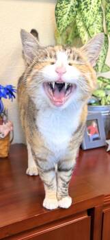 CHATTY CATHY AT PETMART NORTHWEST RENO -  Domestic Short Hair Cat for Adoption in Reno, Nevada - CHATTY CATHY AT PETMART NORTHWEST RENO | PetCurious