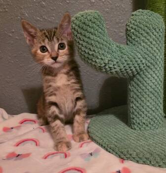 4/19/26 Cherry -  Domestic Short Hair Cat for Adoption in Stillwater, Oklahoma - 4/19/26 Cherry | PetCurious