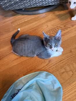 Cici -  Domestic Short Hair Cat for Adoption in Columbus, Indiana - Cici | PetCurious