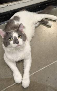 Gramps -  Maine Coon and Domestic Long Hair Cat for Adoption in Island Lake, Illinois - Gramps | PetCurious