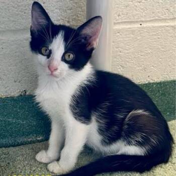 Udon -  Domestic Short Hair Cat for Adoption in West Palm Beach, Florida - Udon | PetCurious