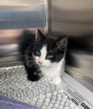 Vader -  Domestic Short Hair Cat for Adoption in Westland, Michigan - Vader | PetCurious