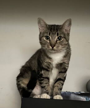 Rescue Tabby Cats for Adoption in Atlanta, Georgia - Marnie | PetCurious