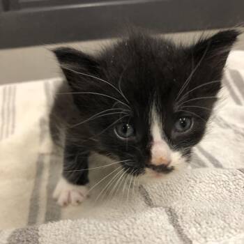 Smalls -  Domestic Short Hair Cat for Adoption in Oak Park, Illinois - Smalls | PetCurious