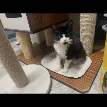 Jack -  Domestic Long Hair Cat for Adoption in Brockport, New York - Jack | PetCurious