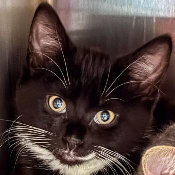 Justice -  Domestic Short Hair Cat for Adoption in Kennebunk, Maine - Justice | PetCurious