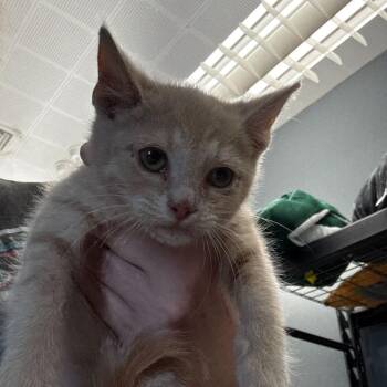 Domestic Short Hair Cats Available for Adoption in Summerlee, West Virginia - Blaze | PetCurious