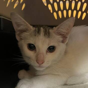 Celina -  Domestic Short Hair Cat for Adoption in Norman, Oklahoma - Celina | PetCurious