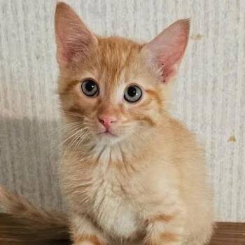 Leonard -  Domestic Short Hair Cat for Adoption in Belleville, Illinois - Leonard | PetCurious