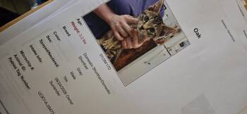 Oak -  Tabby Cat for Adoption in Evansville, Indiana - Oak | PetCurious