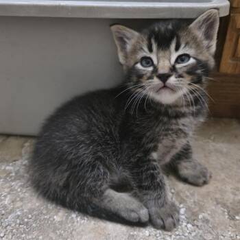 Mocha C12084 -  Domestic Short Hair Cat for Adoption - Mocha C12084 | PetCurious