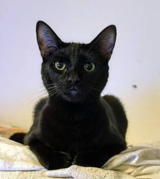 Runner Sol Bonded To Wispy Puff -  Domestic Short Hair Cat for Adoption in Chandler, Arizona - Runner Sol Bonded To Wispy Puff | PetCurious
