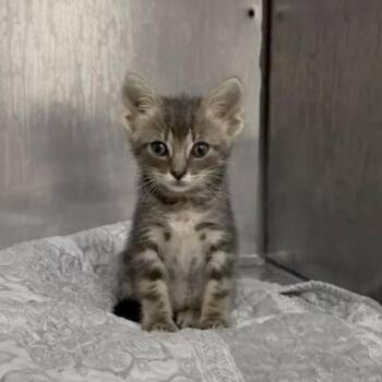 Gargoyle 20 -  Domestic Short Hair Cat for Adoption in Austin, Texas - Gargoyle 20 | PetCurious