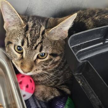 Domestic Short Hair Cats Available for Adoption in Medford, Oregon - Sally | PetCurious