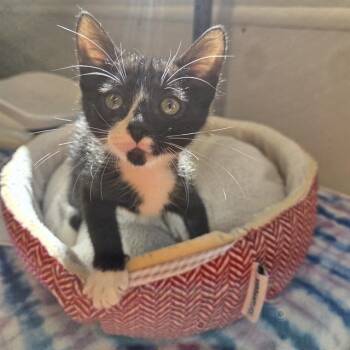 Rescue Domestic Short Hair Cats for Adoption in Palmetto, Florida - MILKYWAY | PetCurious