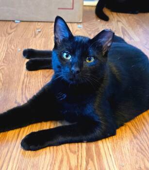 Rescue American Shorthair Cats for Adoption - Batman ( Social , Fun , Lap Cat) | PetCurious