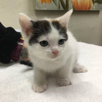 Domestic Short Hair Cats Available for Adoption in Middlebury, Vermont - Cordelia | PetCurious