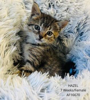 Hazel -  Domestic Short Hair Cat for Adoption - Hazel | PetCurious