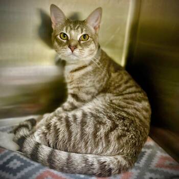 Domestic Short Hair Cats Available for Adoption - Jackson- #50433 | PetCurious