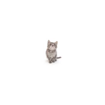 Bobby -  Domestic Short Hair Cat for Adoption in Los Angeles, California - Bobby | PetCurious
