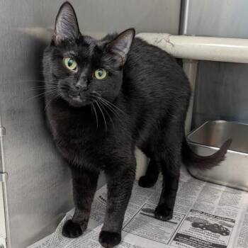 Niki May -  Domestic Short Hair Cat for Adoption in New York, New York - Niki May | PetCurious