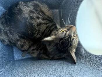 Domestic Short Hair Cats Available for Adoption - Severus | PetCurious