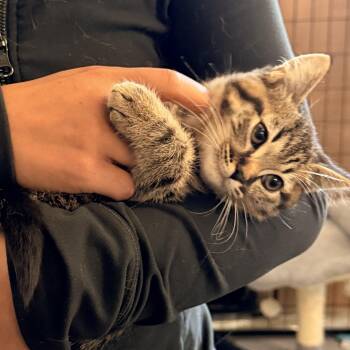 American Shorthair Cats Available for Adoption in Norco, California - Cayenne | PetCurious