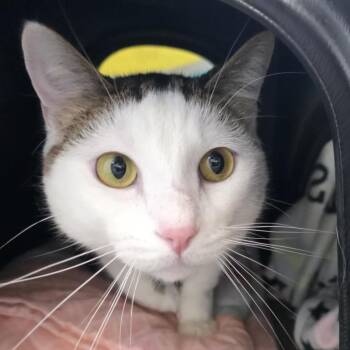 Domestic Short Hair Cats Available for Adoption in Fort Wayne, Indiana - Kevin | PetCurious