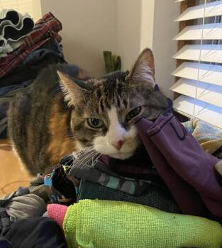Izzy -  Domestic Short Hair Cat for Adoption in Saint Paul, Minnesota - Izzy | PetCurious