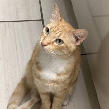 Link -  Domestic Short Hair Cat for Adoption in Houston, Texas - Link | PetCurious