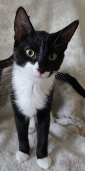 Rescue Domestic Short Hair Cats for Adoption in Fargo, North Dakota - Hematite | PetCurious