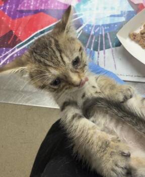 LADYBUG -  Domestic Short Hair Cat for Adoption in Riverside, California - LADYBUG | PetCurious
