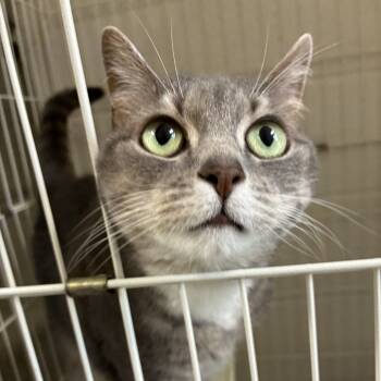 Rescue Domestic Short Hair Cats for Adoption in Harrisonburg, Virginia - Lily | PetCurious