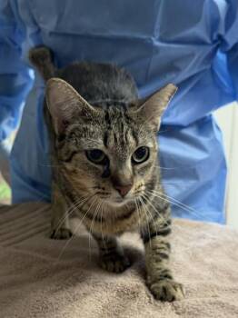 LYRIC -  Domestic Short Hair Cat for Adoption in San Antonio, Texas - LYRIC | PetCurious