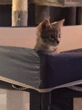Wink -  Domestic Short Hair Cat for Adoption in Mustang, Oklahoma - Wink | PetCurious