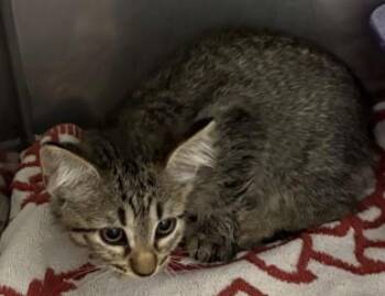 FRENCH FRY -  Domestic Short Hair Cat for Adoption in Killeen, Texas - FRENCH FRY | PetCurious
