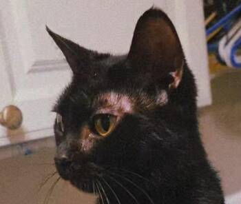 Domestic Short Hair Cats Available for Adoption in Darien, Georgia - Angel | PetCurious