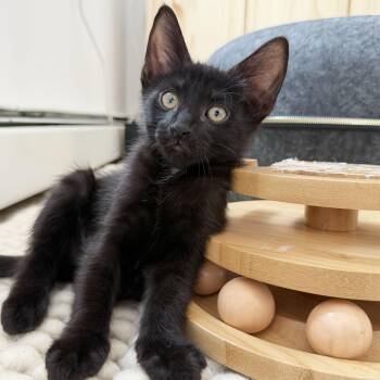 Kiss -  Domestic Short Hair Cat for Adoption - Kiss | PetCurious