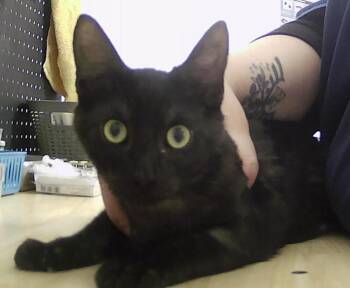 Domestic Medium Hair Cats Available for Adoption - Mako | PetCurious