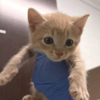 Domestic Short Hair Cats Available for Adoption in Marshall, Virginia - Percy | PetCurious
