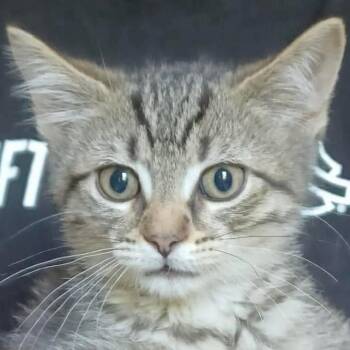 Daisy -  Domestic Short Hair Cat for Adoption - Daisy | PetCurious