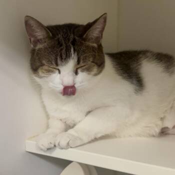 Guacamole -  Domestic Short Hair Cat for Adoption in Philadelphia, Pennsylvania - Guacamole | PetCurious