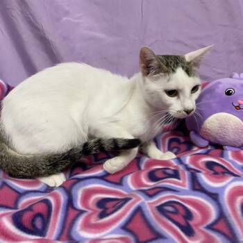 SPLASH -  Domestic Short Hair Cat for Adoption in Modesto, California - SPLASH | PetCurious