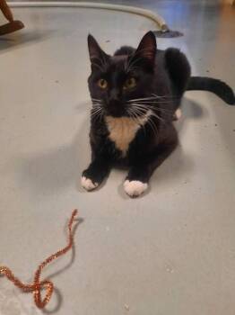 Tobi*Sponsorship Me!* -  Domestic Short Hair Cat for Adoption in Detroit Lakes, Minnesota - Tobi*Sponsorship Me!* | PetCurious
