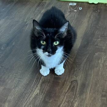 Judy -  Domestic Short Hair Cat for Adoption in Port Richey, Florida - Judy | PetCurious