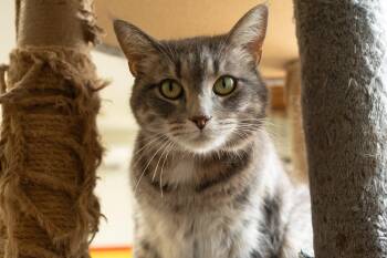 MISTY -  Domestic Short Hair Cat for Adoption in Owensboro, Kentucky - MISTY | PetCurious