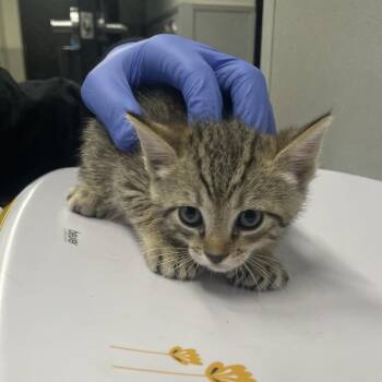Garnet -  Domestic Short Hair Cat for Adoption in Tampa, Florida - Garnet | PetCurious