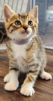 Domestic Short Hair Cats Available for Adoption in Camarillo, California - PRINCE | PetCurious