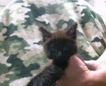 FINCH -  Domestic Medium Hair Cat for Adoption in Sacramento, California - FINCH | PetCurious