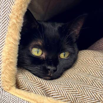 Fluffy -  Bombay Cat Available for Adoption in Boston, Massachusetts - Fluffy | PetCurious